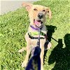 adoptable Dog in oakland, CA named Grady