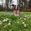 adoptable Dog in oakland, CA named Daisy