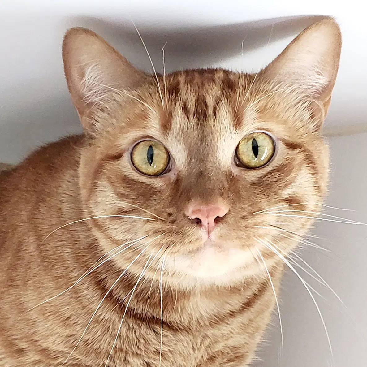 Red Rooster Bonded Wel Felino - Domestic Short Hair