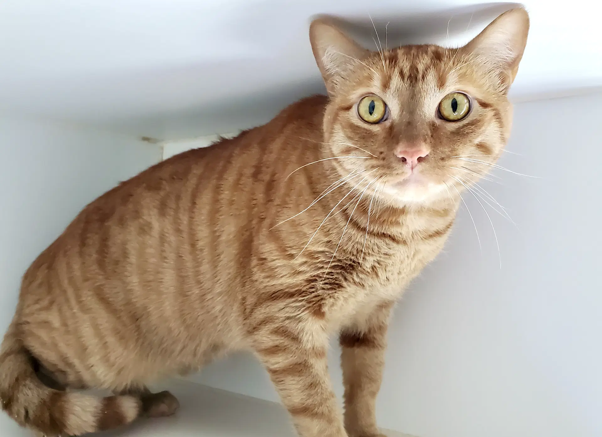 Red Rooster Bonded Wel Felino image 2