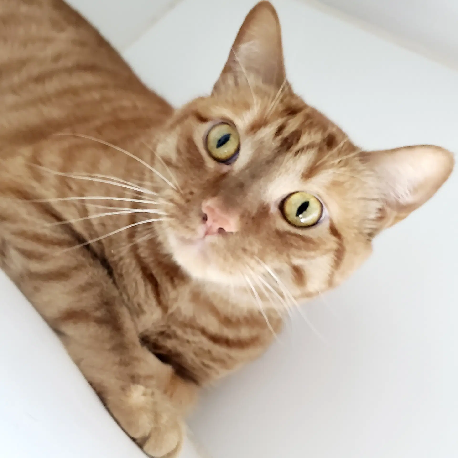 Red Rooster Bonded Wel Felino image 3
