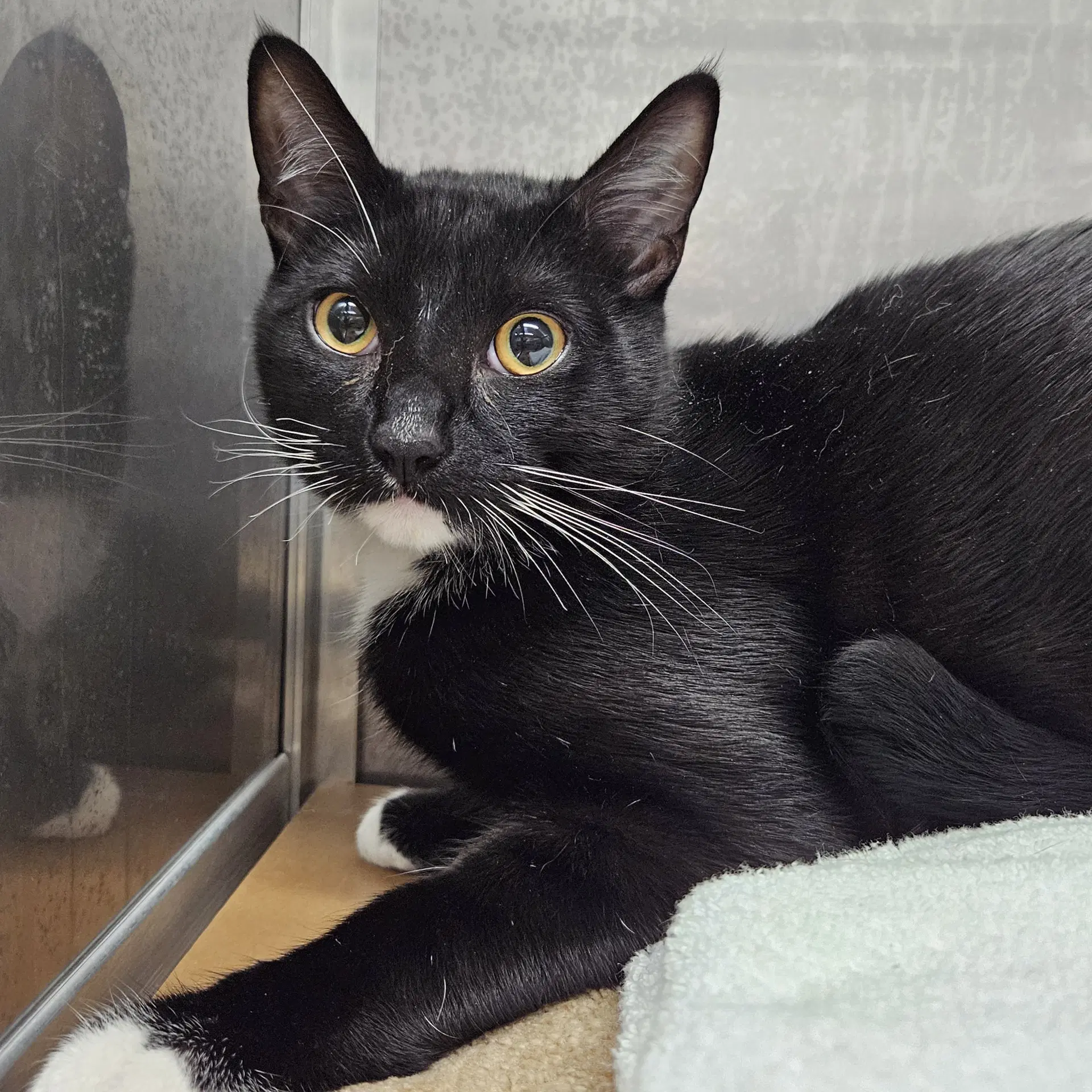El Felino Bonded Wred Rooster - Domestic Short Hair
