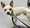 adoptable Dog in oakland, CA named Topper
