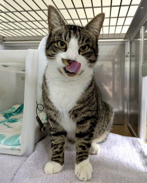 MOROCCO - Domestic Short Hair available for adoption