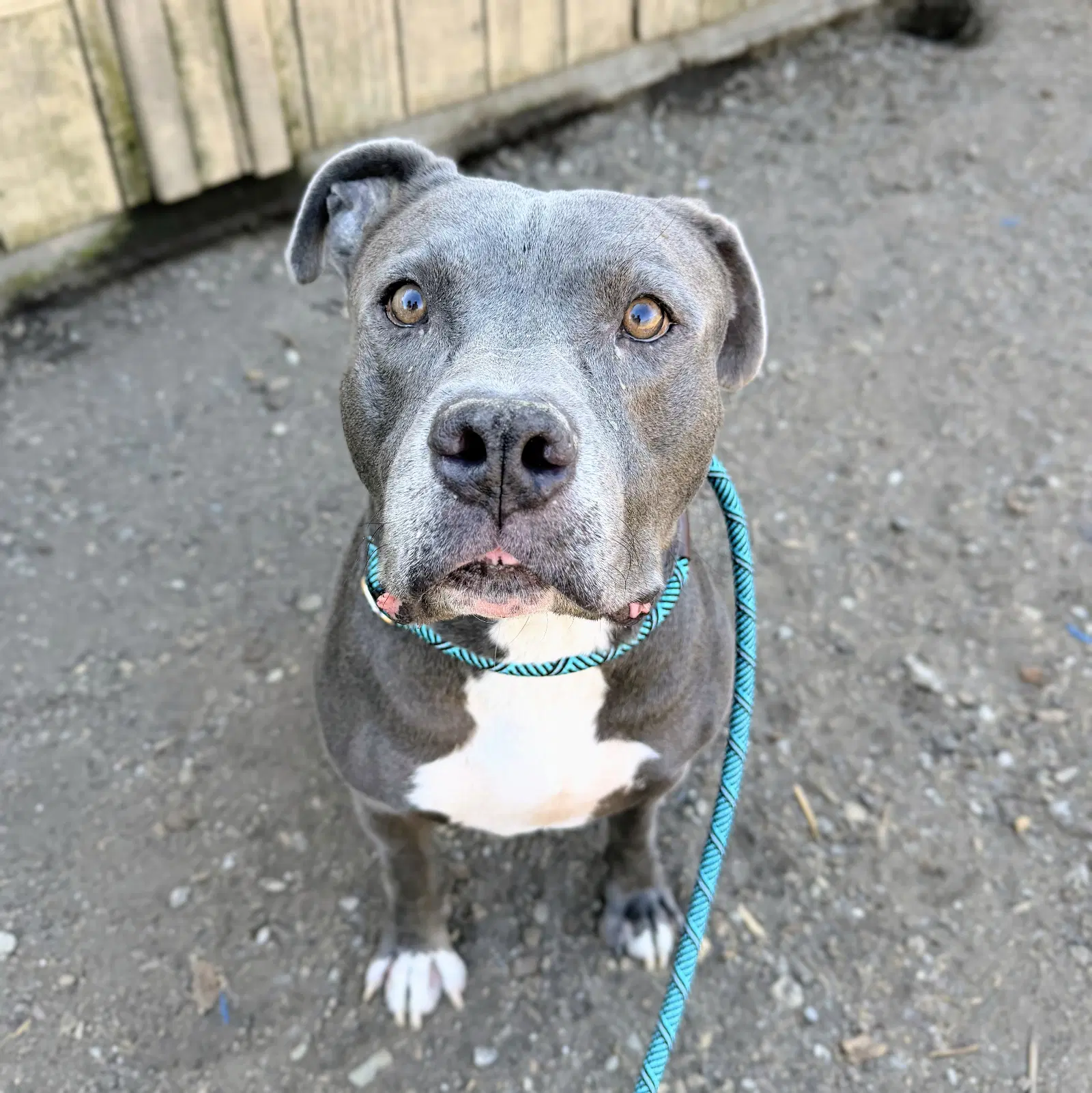 Rocky - American Pit Bull Terrier