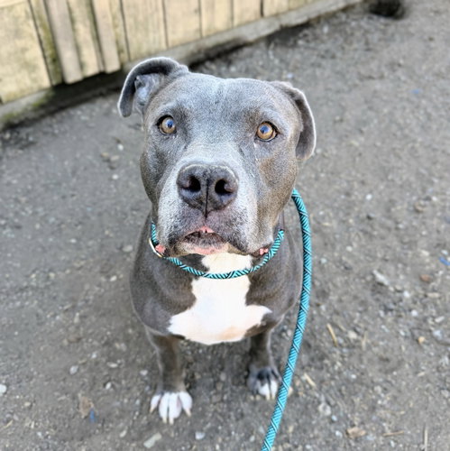 Rocky, American Pit Bull Terrier / Mixed