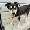 adoptable Dog in  named Luther