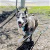 adoptable Dog in la, CA named Indira