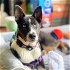 adoptable Dog in oakland, CA named Libby