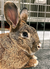 adoptable Rabbit in oakland, CA named Jubilee