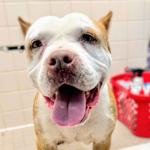 picture of the dog needing adoption