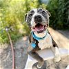 adoptable Dog in oakland, CA named Roscoe