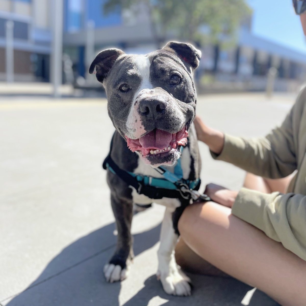 adoptable Dog in Oakland, CA named Roscoe