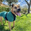 adoptable Dog in  named Canelo