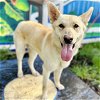 adoptable Dog in la, CA named Asher