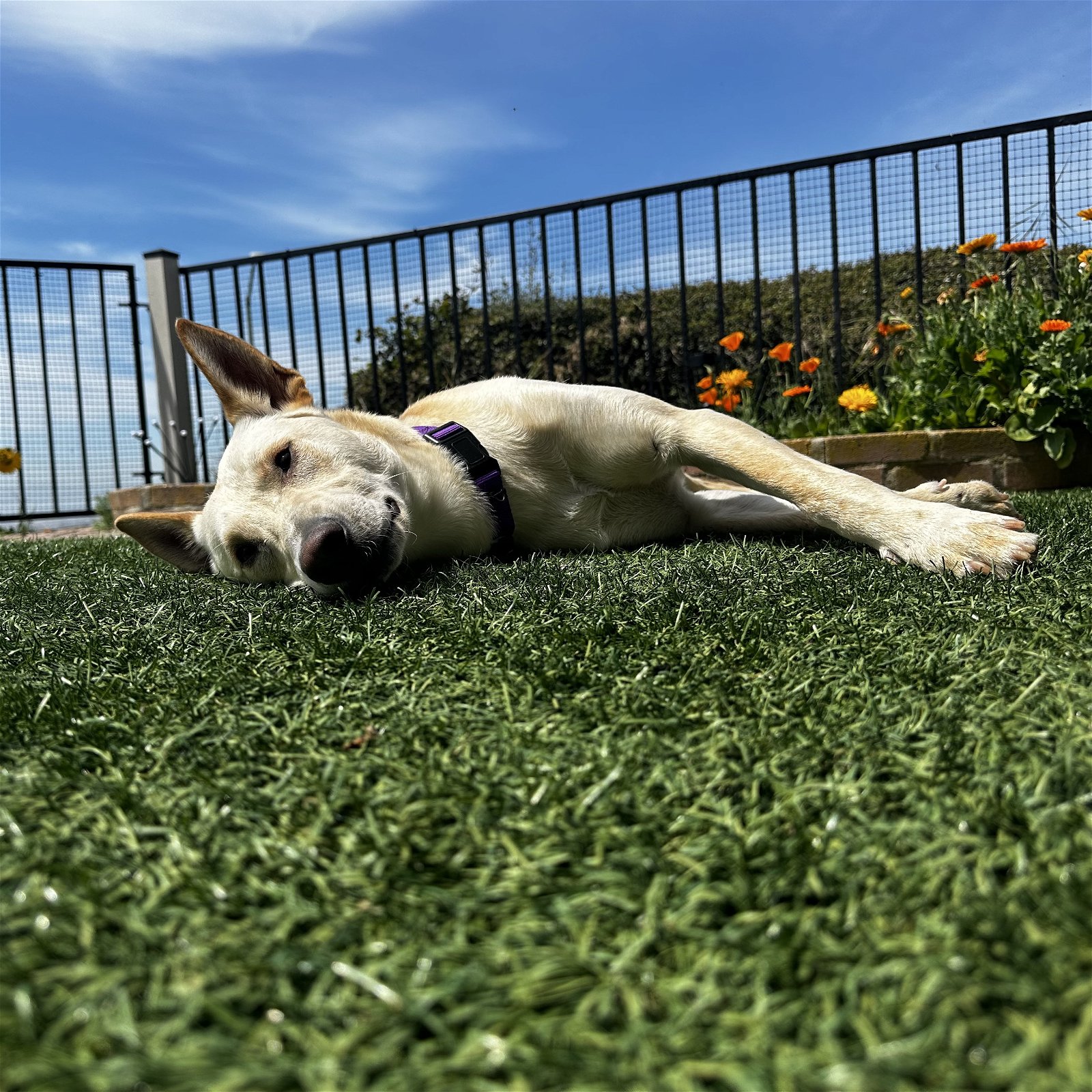adoptable Dog in Oakland, CA named Riker