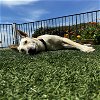 adoptable Dog in oakland, CA named Riker