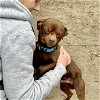 adoptable Dog in oakland, CA named Barley