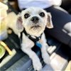 adoptable Dog in oakland, CA named Rowan