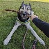 adoptable Dog in oakland, CA named Uma