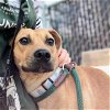 adoptable Dog in oakland, CA named Jade