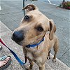 adoptable Dog in oakland, CA named Fleur