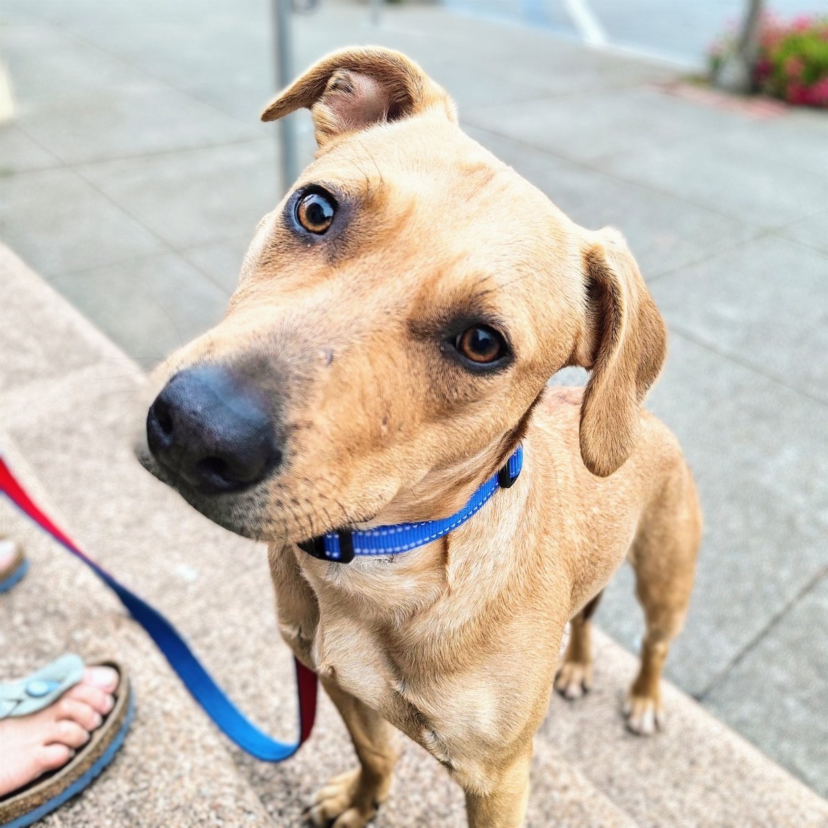 adoptable Dog in Oakland, CA named Fleur
