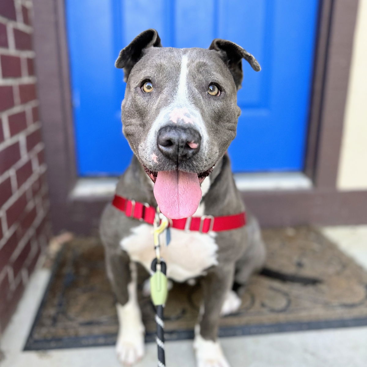 adoptable Dog in Oakland, CA named Dinah