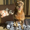 Archie (bonded with Edith) - Photo 3