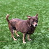 Archie (bonded with Edith) - Photo 7