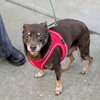 Archie (bonded with Edith) - Photo 5