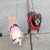 Archie (bonded with Edith) - Photo 6