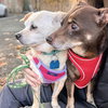Archie (bonded with Edith) - Photo 2