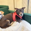 Archie (bonded with Edith) - Photo 1