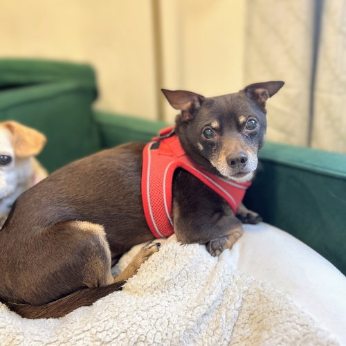 ARCHIE (BONDED WITH EDITH) - Chihuahua available for adoption