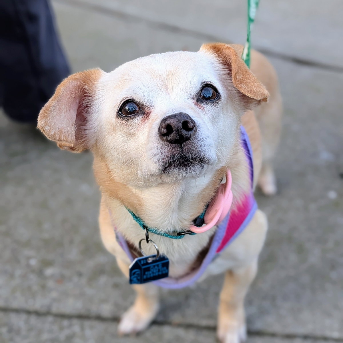 Edith (bonded with Archie) Image