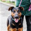 adoptable Dog in oakland, CA named Atlas