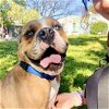 adoptable Dog in oakland, CA named Hercules