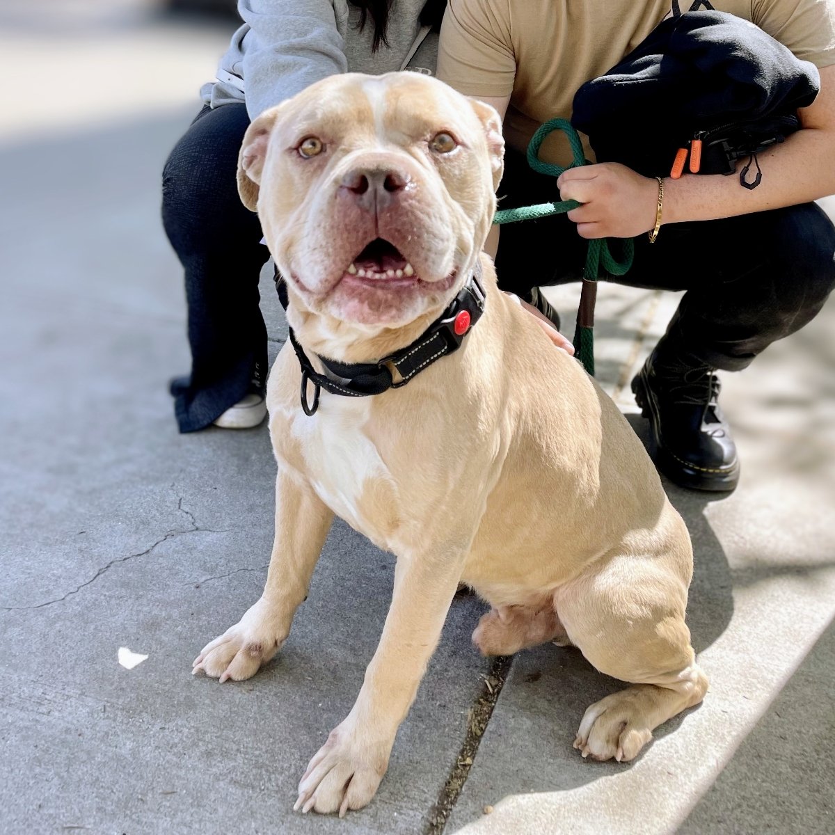adoptable Dog in Oakland, CA named Jackson