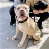 adoptable Dog in oakland, CA named Jackson