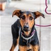 adoptable Dog in oakland, CA named Tinkerbell