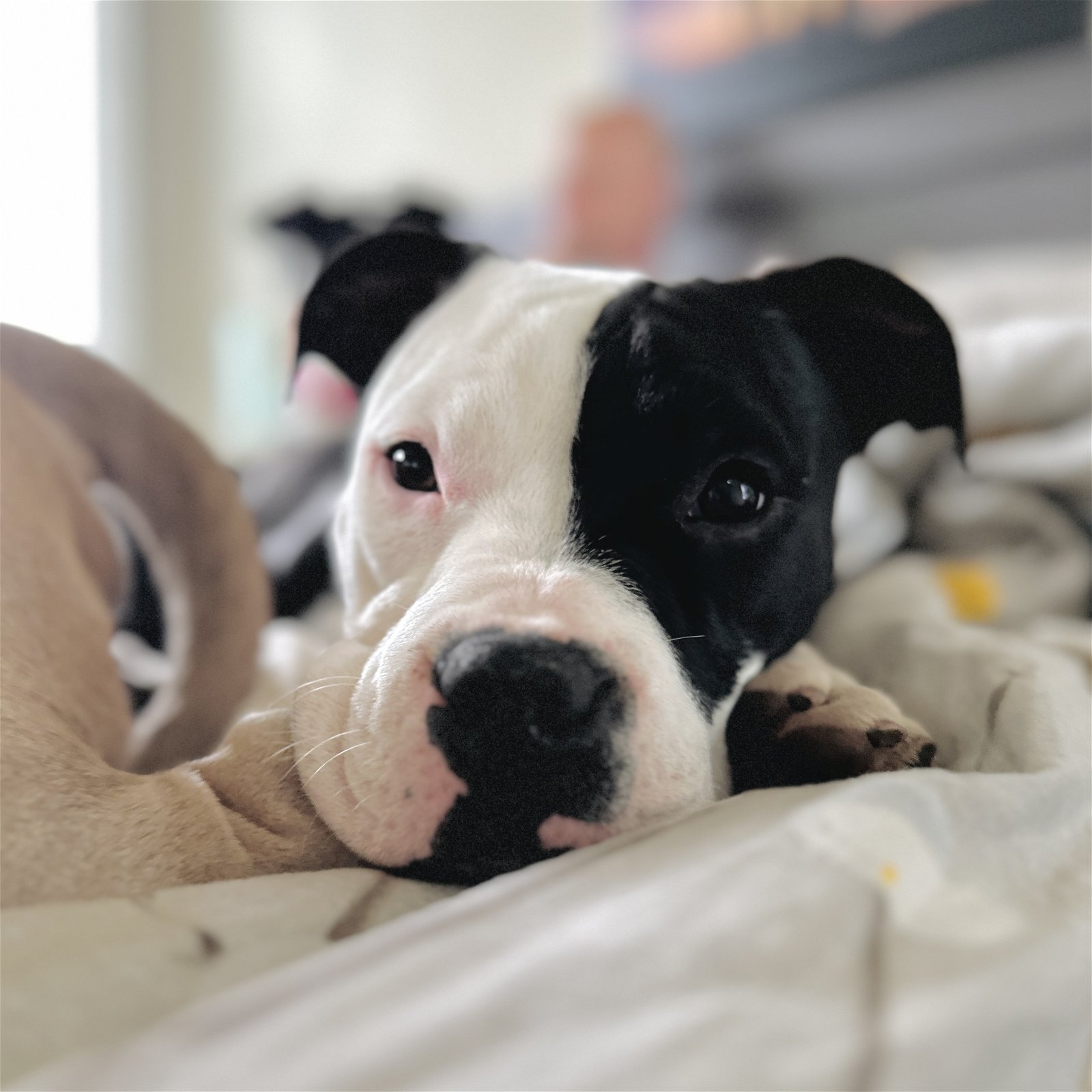 adoptable Dog in Oakland, CA named Babybell