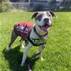 adoptable Dog in oakland, CA named Hinata