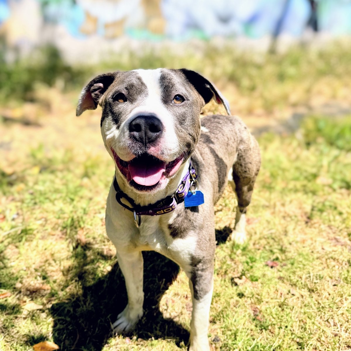 adoptable Dog in Oakland, CA named Hinata