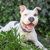 adoptable Dog in oakland, CA named Ghostie