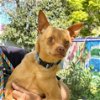 adoptable Dog in oakland, CA named Kanzo
