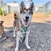 adoptable Dog in oakland, CA named Stacy