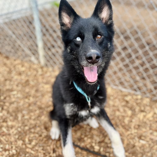 picture of the dog needing adoption