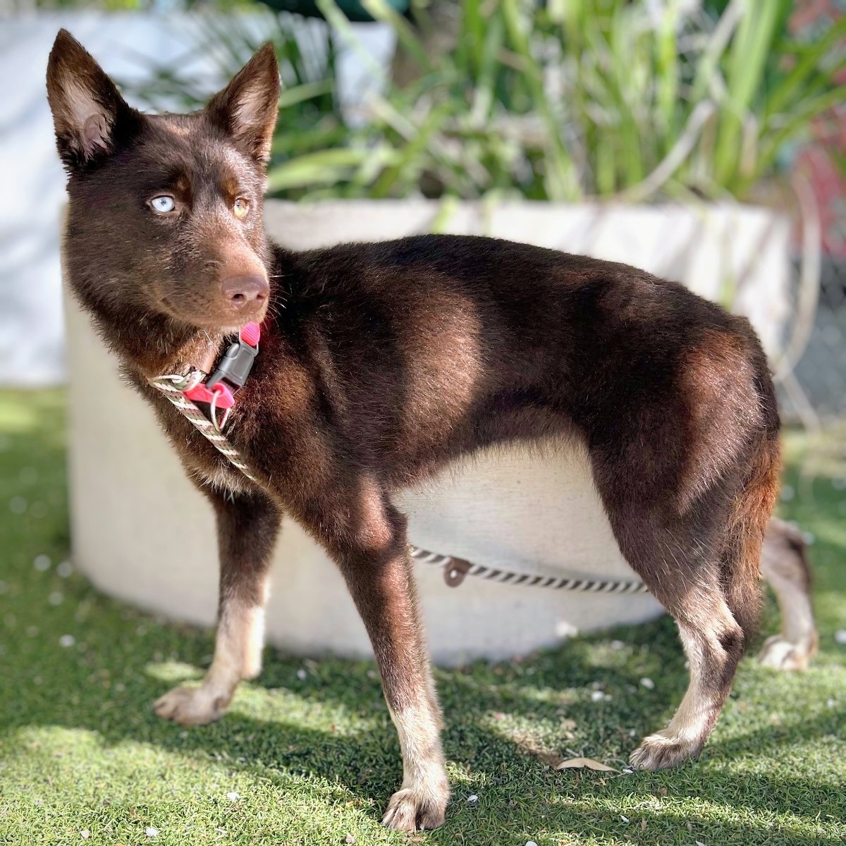 adoptable Dog in Oakland, CA named Clover