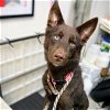 adoptable Dog in  named Clover